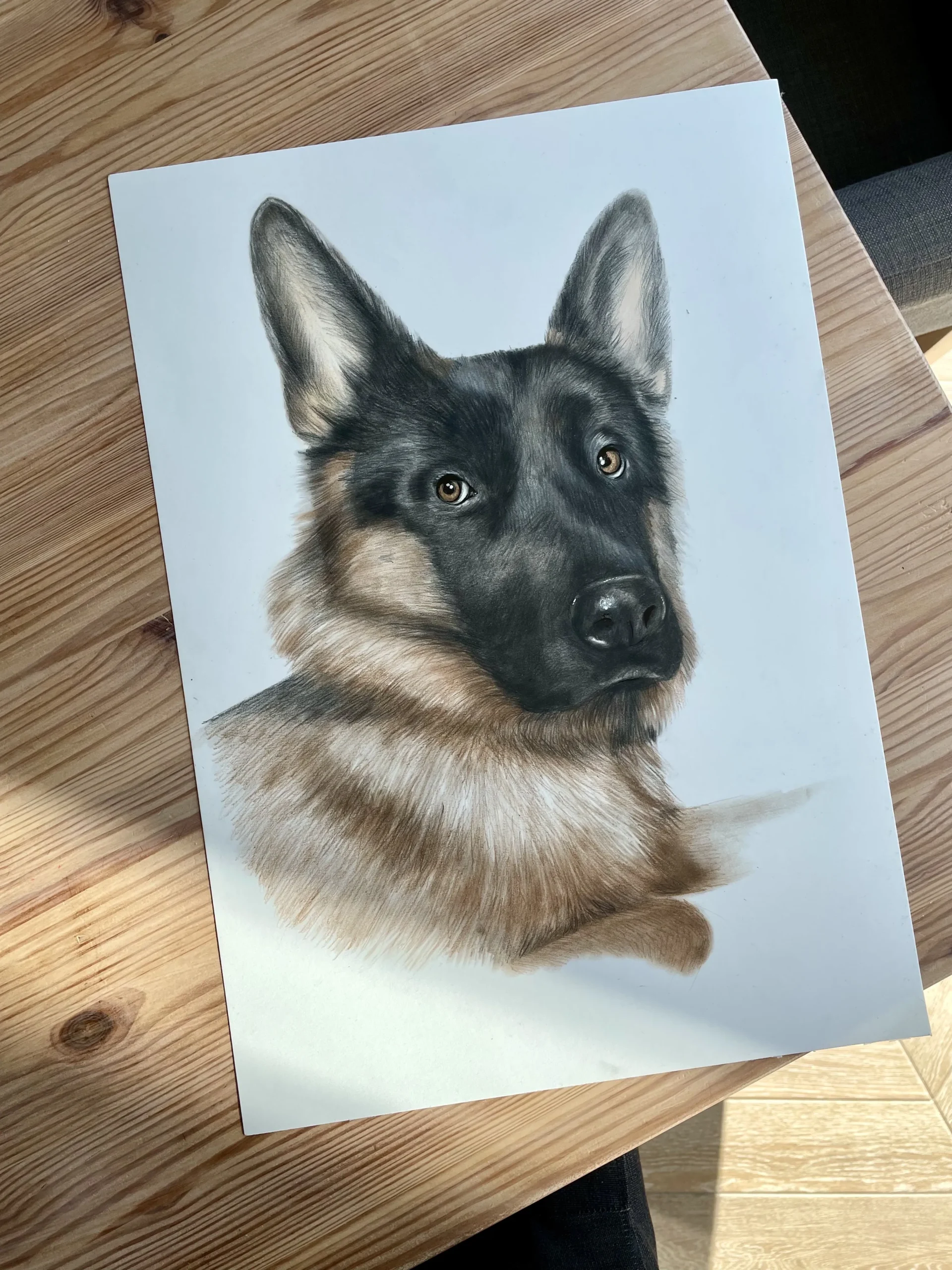rysunek-owczarka portret psa Tychy